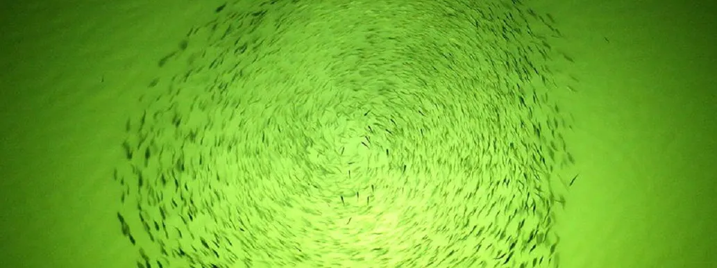Underwater Green Light School of Fish